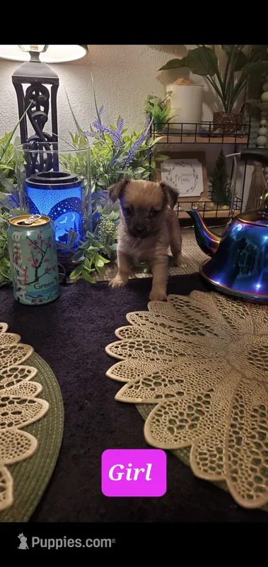 Baby tan girl cute face – Chihuahua puppy for sale in Sacramento, CA