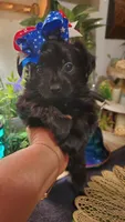 All black long hair chihuahua boy, a male Chihuahua for sale in Sacramento, CA – 9 of 10