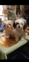 Beautiful Red Boy, a male Shih Tzu for sale in Sacramento, CA – 9 of 10