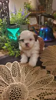 Tongue 👅 , a male Shih Tzu for sale in Sacramento, CA – 7 of 10