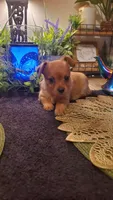 Girl tan baby, a female Chihuahua for sale in Sacramento, CA – 8 of 10