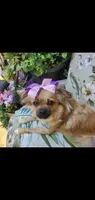 Tan boy black face, a male Chihuahua and Yorkshire Terrier for sale in Sacramento, CA – 10 of 10