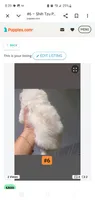 #6, a female Shih Tzu for sale in Sacramento, CA – 8 of 9