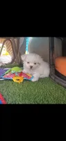 Little white ghostie girl for halloween, a female Shih Tzu for sale in Sacramento, CA – 5 of 8