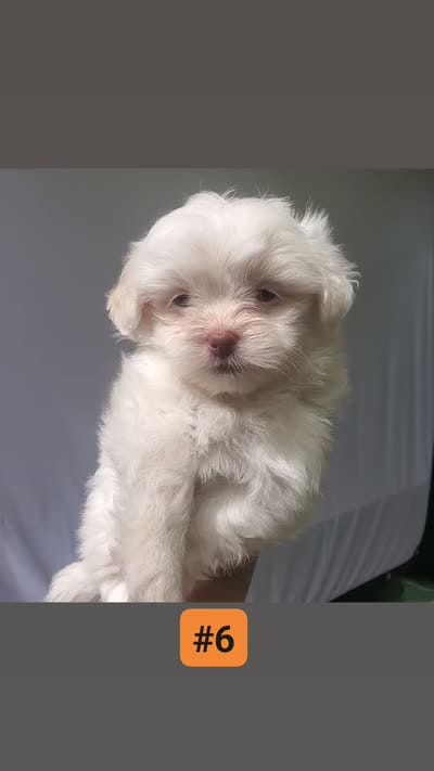 Little white ghostie girl for halloween, a female Shih Tzu for sale in Sacramento, CA – 7 of 8