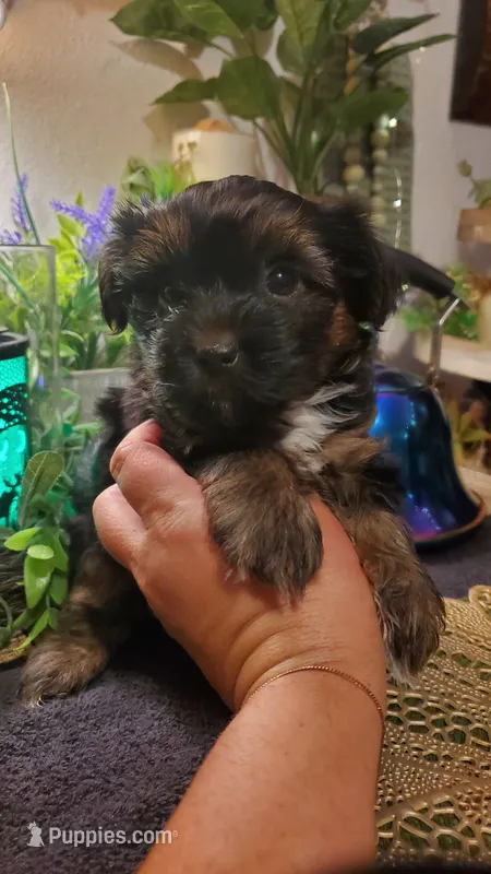 Black teddy bear face fluffy runt boy – Shih Tzu puppy for sale in Sacramento, CA