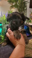 Black teddy bear face fluffy runt boy, a male Shih Tzu for sale in Sacramento, CA – 1 of 10