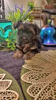 Boy black brown smallest , a male Shih Tzu for sale in Sacramento, CA – 10 of 10