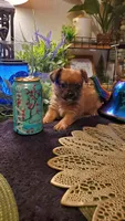 Little only tan boy., a male Chihuahua for sale in Sacramento, CA – 7 of 10