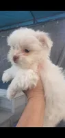 Little White ghostie boy for halloween, a male Shih Tzu for sale in Sacramento, CA – 2 of 10