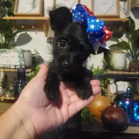 black girl tcup long hair chihuahua , a female Chihuahua for sale in Sacramento, CA – 2 of 10