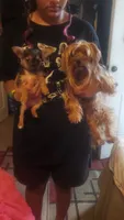 Yorkie t-cup boy micro mini, a male Chihuahua and Yorkshire Terrier for sale in Sacramento, CA – 8 of 10