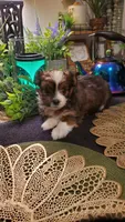 Last baby boy labor day special 💙 , a male Shih Tzu for sale in Sacramento, CA – 7 of 10