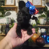 black girl tcup long hair chihuahua , a female Chihuahua for sale in Sacramento, CA – 3 of 10