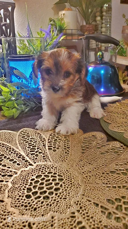 Cute face boy shih-tzu – Shih Tzu puppy for sale in Sacramento, CA