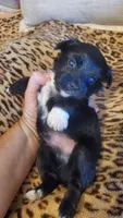 Black and white paw boy, a male Chihuahua for sale in Sacramento, CA – 4 of 10