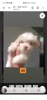 #2, a female Shih Tzu for sale in Sacramento, CA – 9 of 10