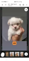 #4, a male Shih Tzu for sale in Sacramento, CA – 10 of 10