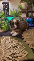 Last baby boy labor day special 💙 , a male Shih Tzu for sale in Sacramento, CA – 5 of 10