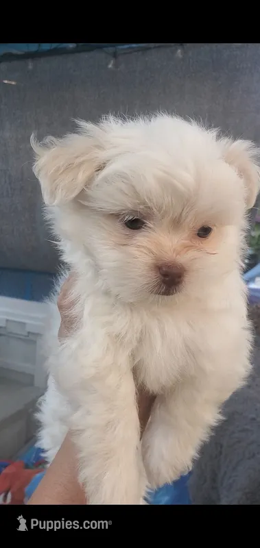 Little White ghostie boy for halloween – Shih Tzu puppy for sale in Sacramento, CA
