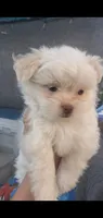 Little White ghostie boy for halloween, a male Shih Tzu for sale in Sacramento, CA – 1 of 10