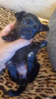 All black girl tcup long hair, a female Chihuahua for sale in Sacramento, CA – 6 of 10