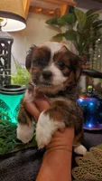 Beautiful Red Boy, a male Shih Tzu for sale in Sacramento, CA – 10 of 10