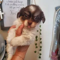 #1, a male Shih Tzu for sale in Sacramento, CA – 2 of 10