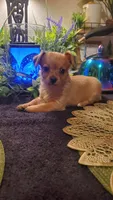 Baby tan girl , a female Chihuahua and Yorkshire Terrier for sale in Sacramento, CA – 5 of 10