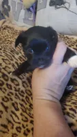 Black and white paw boy, a male Chihuahua for sale in Sacramento, CA – 7 of 10