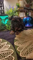 Black teddy bear shitzu boy, a male Shih Tzu for sale in Sacramento, CA – 4 of 10