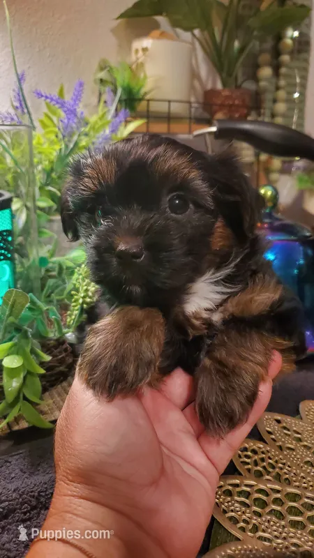 Boy black brown and white – Shih Tzu puppy for sale in Sacramento, CA