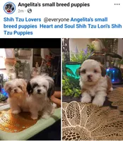 New shitzu baby alert , a female Shih Tzu for sale in Sacramento, CA – 5 of 5
