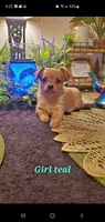 Baby tan girl , a female Chihuahua and Yorkshire Terrier for sale in Sacramento, CA – 2 of 10