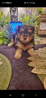 Yorkie girl fluffy, a female Yorkshire Terrier for sale in Sacramento, CA – 2 of 8