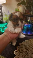 Milk cow boy, a male Shih Tzu for sale in Sacramento, CA – 6 of 10