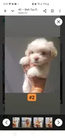 #2, a female Shih Tzu for sale in Sacramento, CA – 10 of 10
