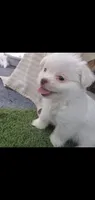 Little White ghostie boy for halloween, a male Shih Tzu for sale in Sacramento, CA – 8 of 10