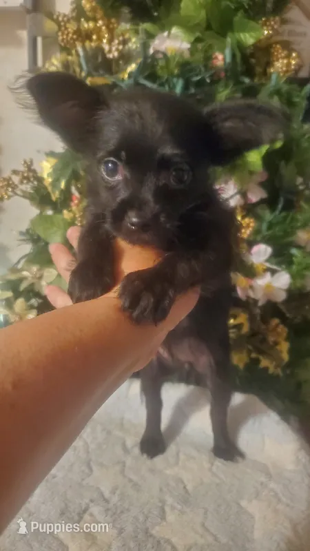 All black girl tcup long hair – Chihuahua puppy for sale in Sacramento, CA