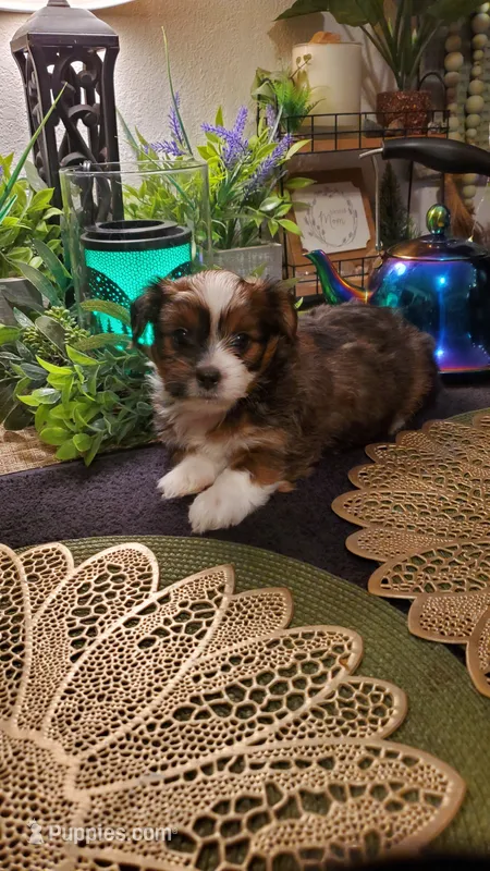 Last boy labor day special shitzu ❤️ – Shih Tzu puppy for sale in Sacramento, CA