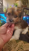 Cute face boy shih-tzu, a male Shih Tzu for sale in Sacramento, CA – 7 of 10