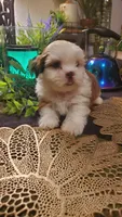 Tongue 👅 , a male Shih Tzu for sale in Sacramento, CA – 9 of 10