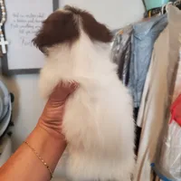  #7 Midget boy, a male Shih Tzu for sale in Sacramento, CA – 5 of 10