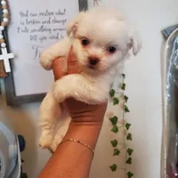 #4, a male Shih Tzu for sale in Sacramento, CA – 6 of 10