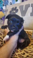 Black and white paw boy, a male Chihuahua for sale in Sacramento, CA – 2 of 10