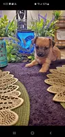 Baby tan girl cute face, a female Chihuahua for sale in Sacramento, CA – 6 of 10