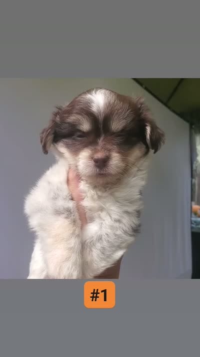 #1, a male Shih Tzu for sale in Sacramento, CA – 3 of 10