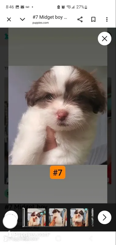  #7 Midget boy, a male Shih Tzu for sale in Sacramento, CA – 1 of 10