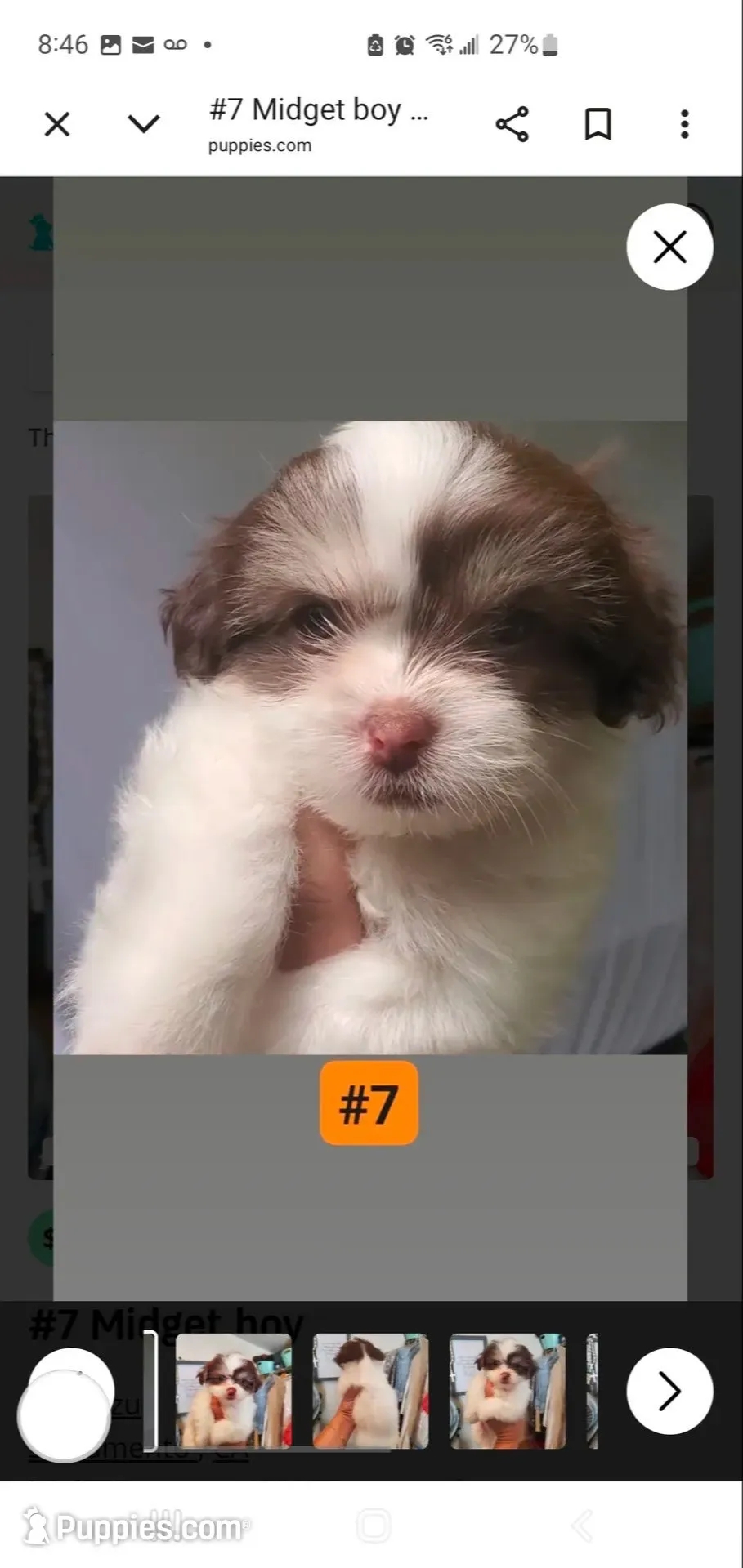  #7 Midget boy, a male Shih Tzu for sale in Sacramento, CA – 1 of 10