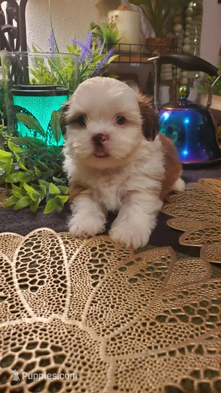 Tongue 👅  – Shih Tzu puppy for sale in Sacramento, CA